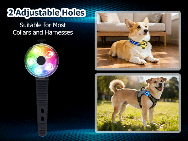 Dog light attached to a collar and a harness