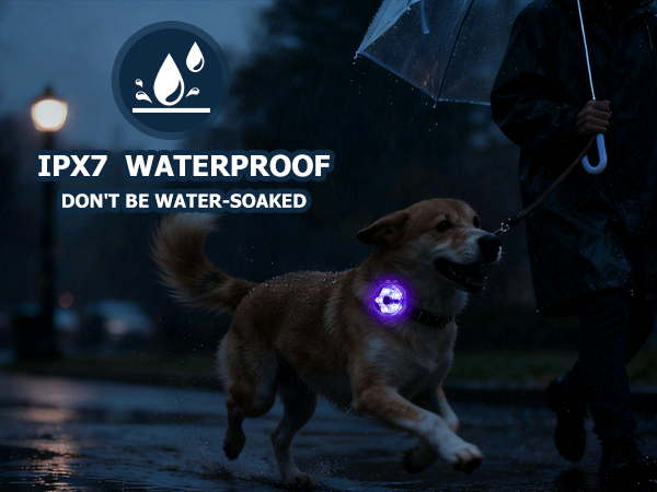 Dog wearing a glowing collar light during a rainy night walk